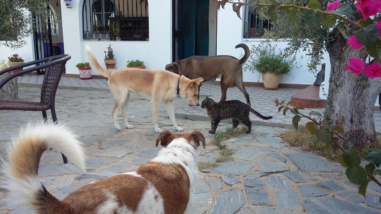 Bed and Breakfast Bed & Breakfast Alegria Y Luna Sorbas Екстер'єр фото